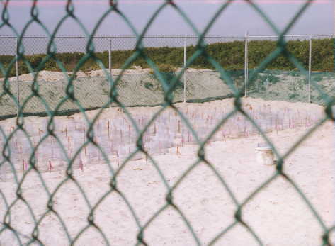 MX19.JPG